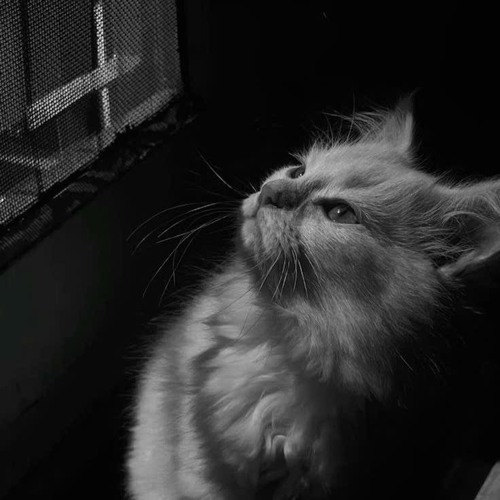 Như Gió Với Mây (Style Huy PT Remix ) - Đinh Đại Vũ ♫ Và Nếu Như Anh Được Làm Mây Bay Cùng Với Gió