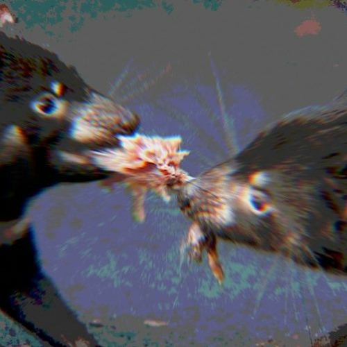 What for You Pay You Monkey