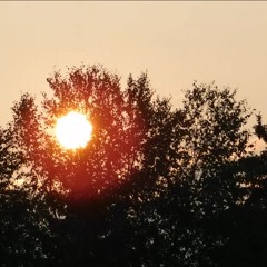 Fall Asleep Under Wisteria
