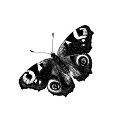 Cómo Mariposa p. @Ogvaaaans