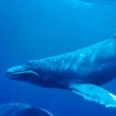Whale Song... Follow up to 'Ode To The Last Whale'...