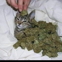 Pacha Man - Ganja