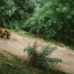 grizzly bear - cover song