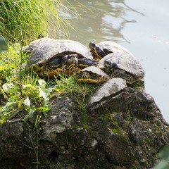 Turtles on the storm