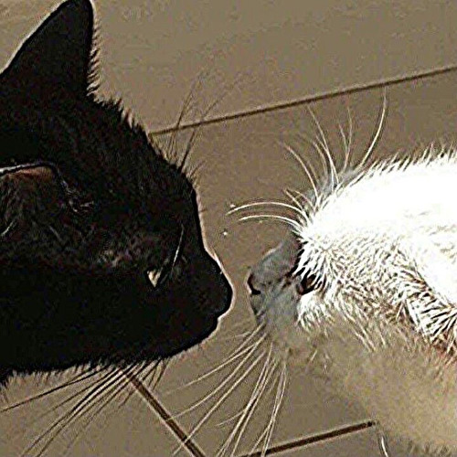 3107 3 - W/n x Duongg x Nâu x Titie version by UMIE