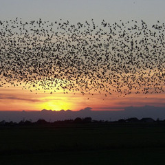 Ritmos De Vuelo (Adina Izarra)