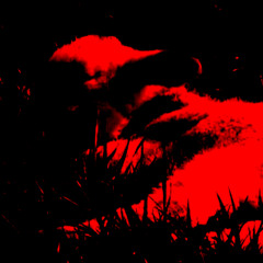 carcass of a sheep that nobody heard the cries of