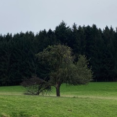 Apple Tree (Acoustic Aurora Cover)