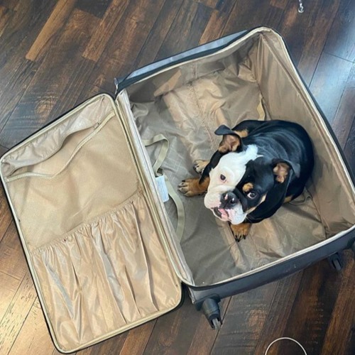 Really In My Bag
