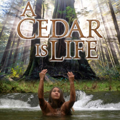 "Plot Is Thickening" from the Leo Award Nominated Documentary Film, "A Cedar Is Life".