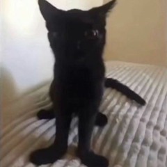 tlt - cats (mario paint vers) (tiktok)