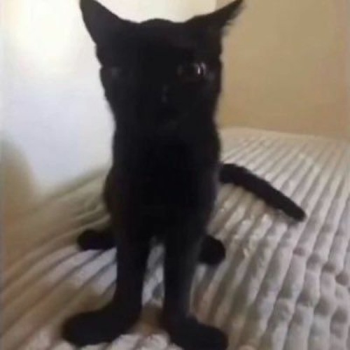 Stream tlt cats (mario paint vers) (tiktok) by riot_qt Listen