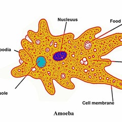 Amoeba