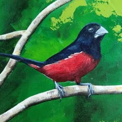 Curió (Sporophila angolensis)