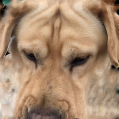 Big_funk_n_dog (LDSR 185)