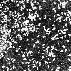 Sparrows (Juni's Edit)