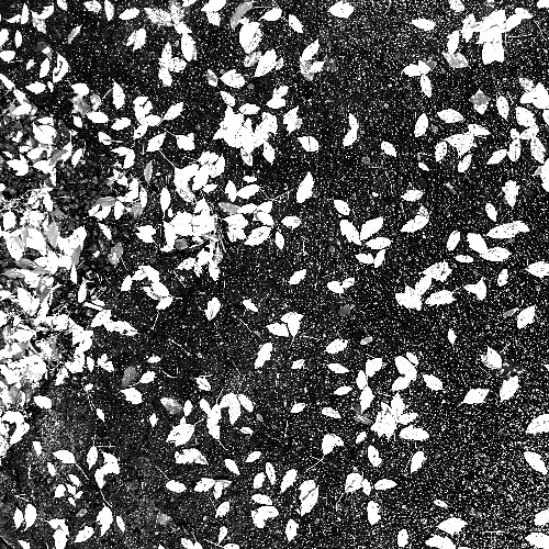 Sparrows (Juni's Edit)