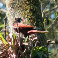 Los Idolos - Canto De La Oropéndola de Montezuma (Psarocolius montezuma)