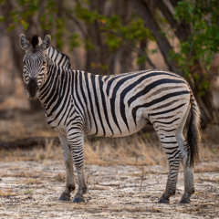 Le cri d'un Quagga © The Quagga Project