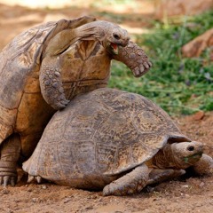 Taking It Slow (Tortoise Mating Season)