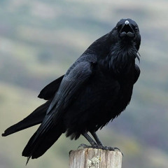 Corvids