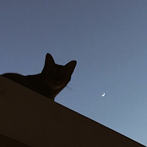 alright (feat. frank star)
