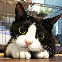 Tech House @ Deep Oyster 3.30.2022