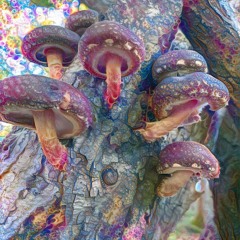 Cubensis