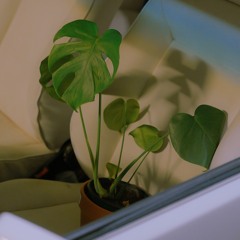 MONSTERA (lofi version)