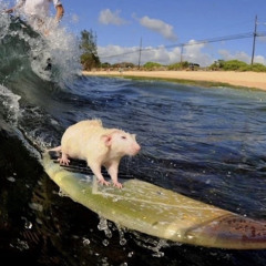 Embryectomy -Clitoral Bulldozer (192  kbps)