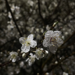 Alex Isley- under the moon { Slowed & Reverbed }