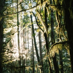 Rainforest Meditation