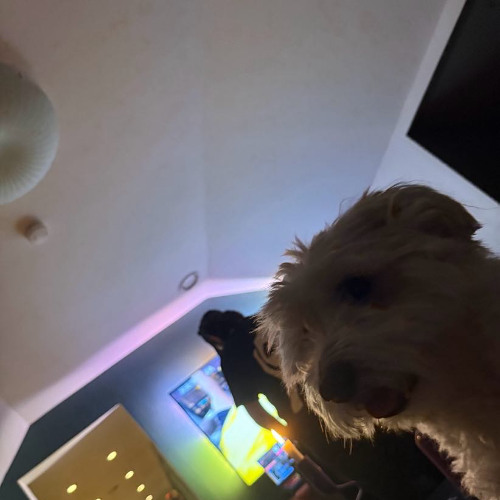 Albert the house dog