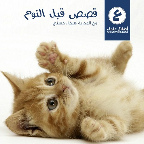 قصص قبل النوم - القطة الحائرة
