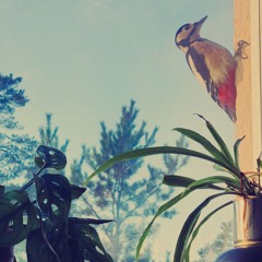 fåglar i fönstrer eller nå sånt