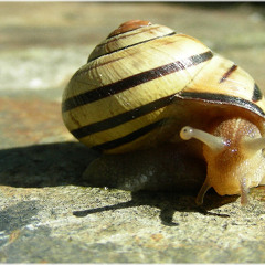 Tamaniu Caracol