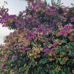 Ccorax - 2024 Enhaced Mix