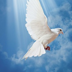 ☆●The One Who Try's●☆