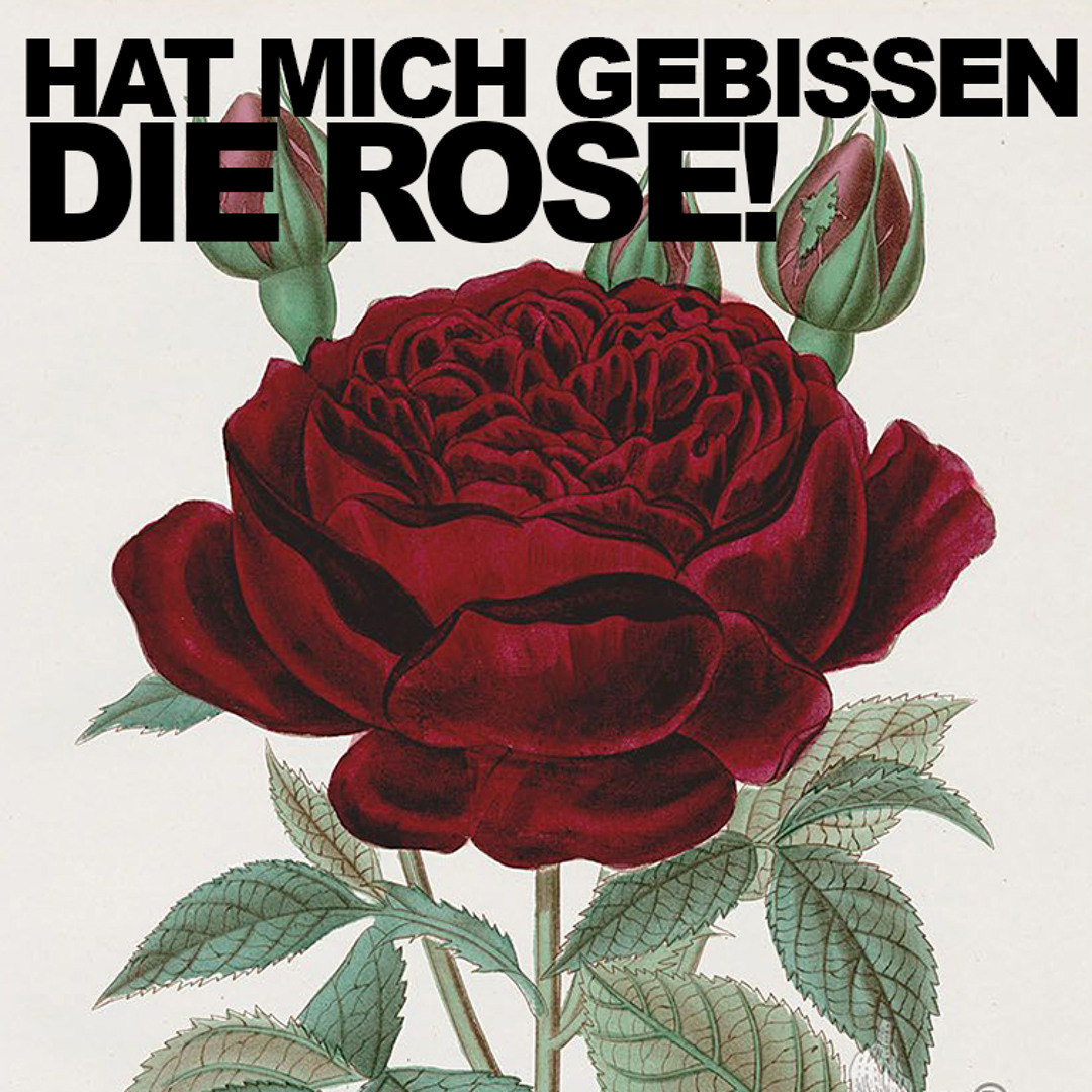Stream HAT MICH GEBISSEN DIE ROSE MITIHREMDORN53MIX By THE HARDEST Stream HAT MICH GEBISSEN DIE ROSE MITIHREMDORN53MIX By THE HARDEST