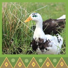 Ducks In The Grass