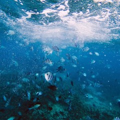 Tiny Fishes (recorders)