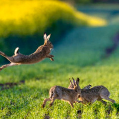 Wildlife (Rehearsal)