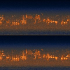 Song Thrush doing Bee-eater Imitation