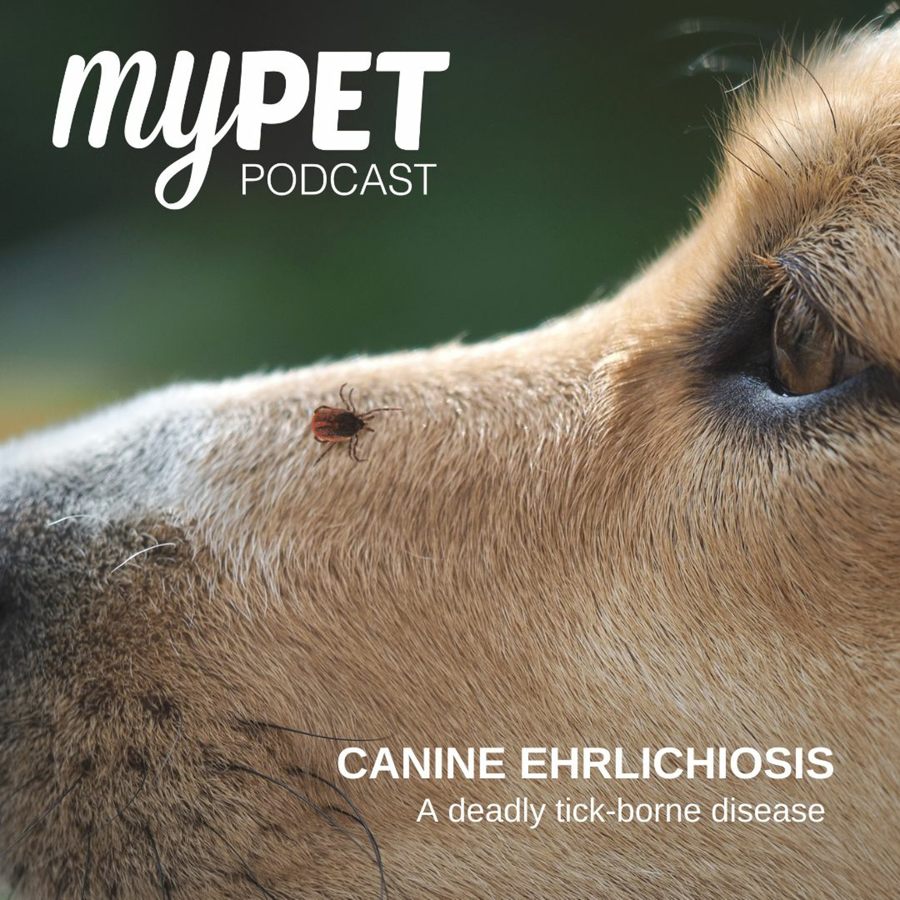 Canine Ehrlichiosis: A deadly tick-borne disease episode artwork