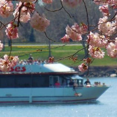 Review Special Price Cherry Blossom Boat Tour