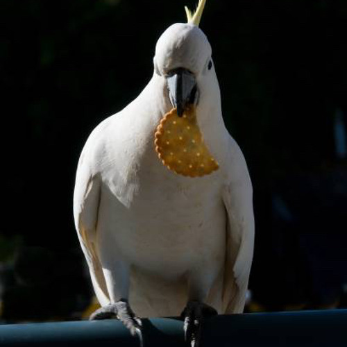 Mike Lary x  100 Methods - Polly wants a cracker