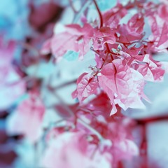 انت السلام ماهر زين بدون موسيقى