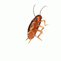 I Live With Roaches