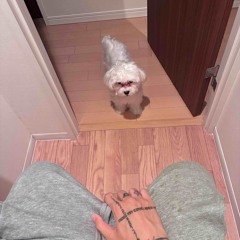 中古のマイク solo ver.