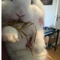 Mathew jonson Marionette (D.D triple 101 remake)